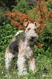 FOX TERRIER 028